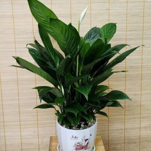 cây hồng môn trắng